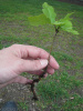 EASTERN WHITE OAK (7) STARTER SEEDLINGS 